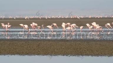 纳特龙湖上的火烈鸟殖民地。 小火烈鸟学名：腓尼基普勒斯小调.. 坦桑尼亚、非洲4k
